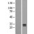 Western Blot: Prostate Specific Antigen Lysate [NBL1-12351] - Western Blot experiments. 
Left-Control; Right -Over-expression Lysate for KLK3